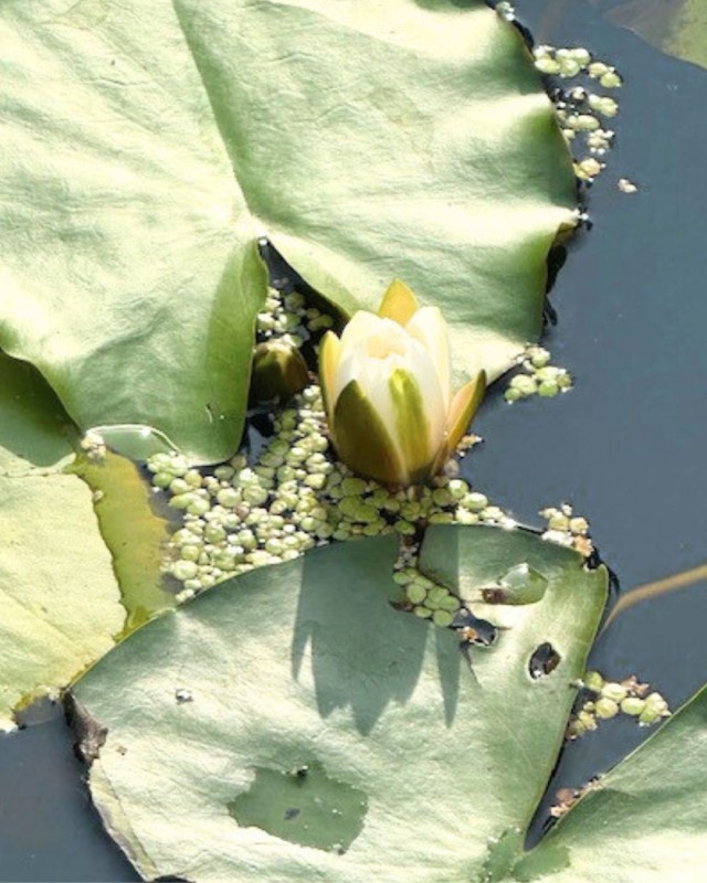 Visual_Lotus-Floral_Essentials_Spray